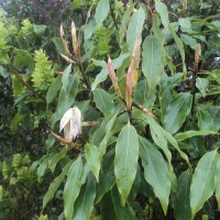 Neolitsea fuscata (Thwaites) Alston